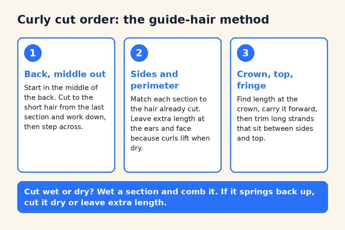 Diagram of the curly haircut order for men: back, sides, then crown and top